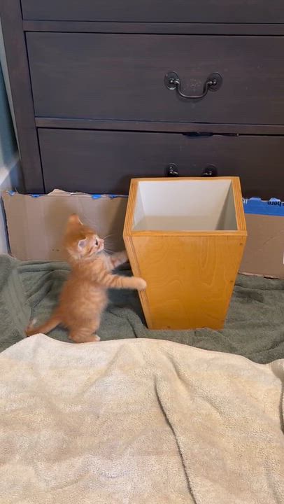 Enlarge Ziggy Stardust, a Adopted Domestic Short Hair in Milwaukee, WI video 3/4
