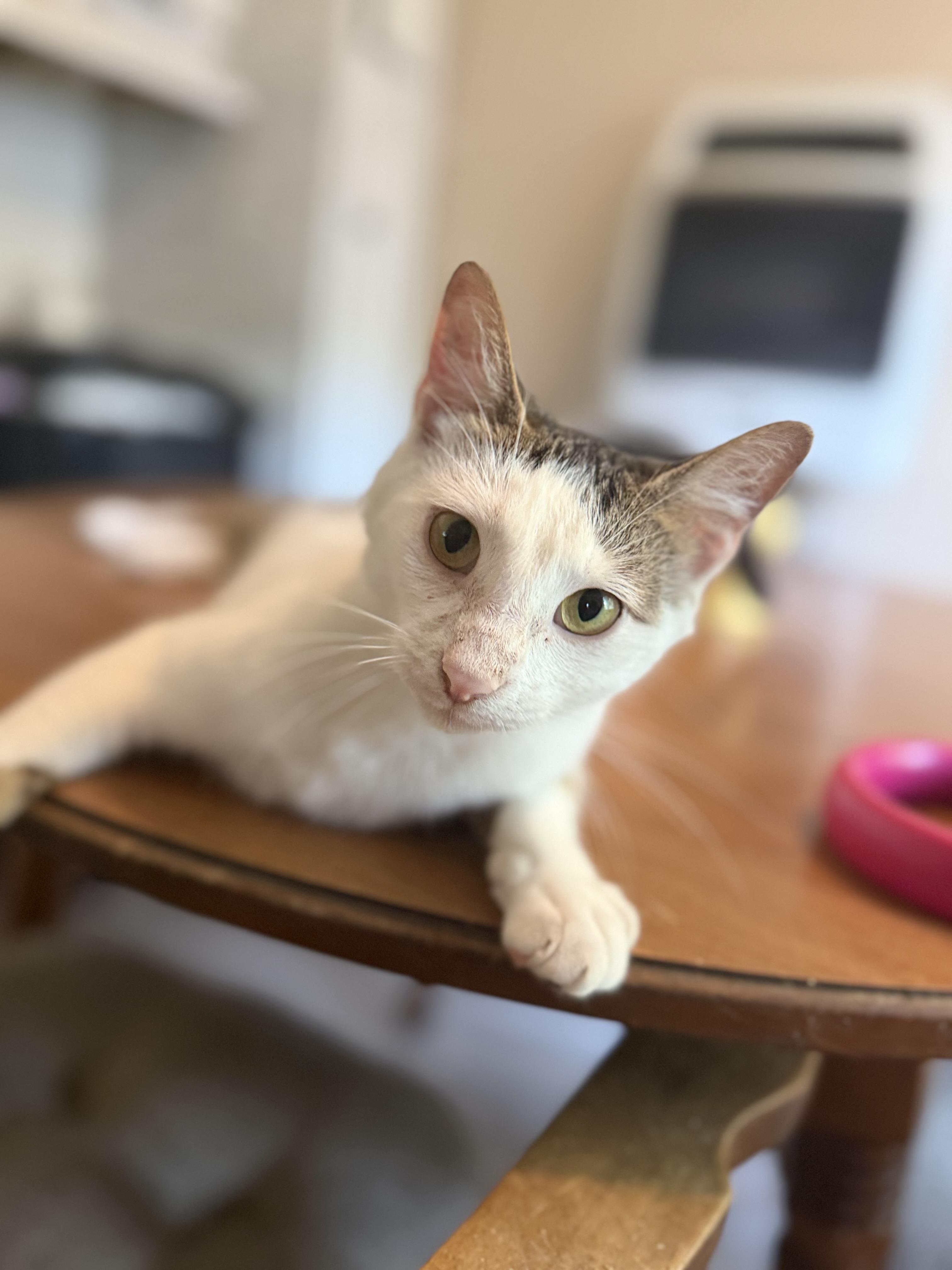 Comet, a ADOPTABLE Domestic Short Hair in Royalton, IL image 1/4