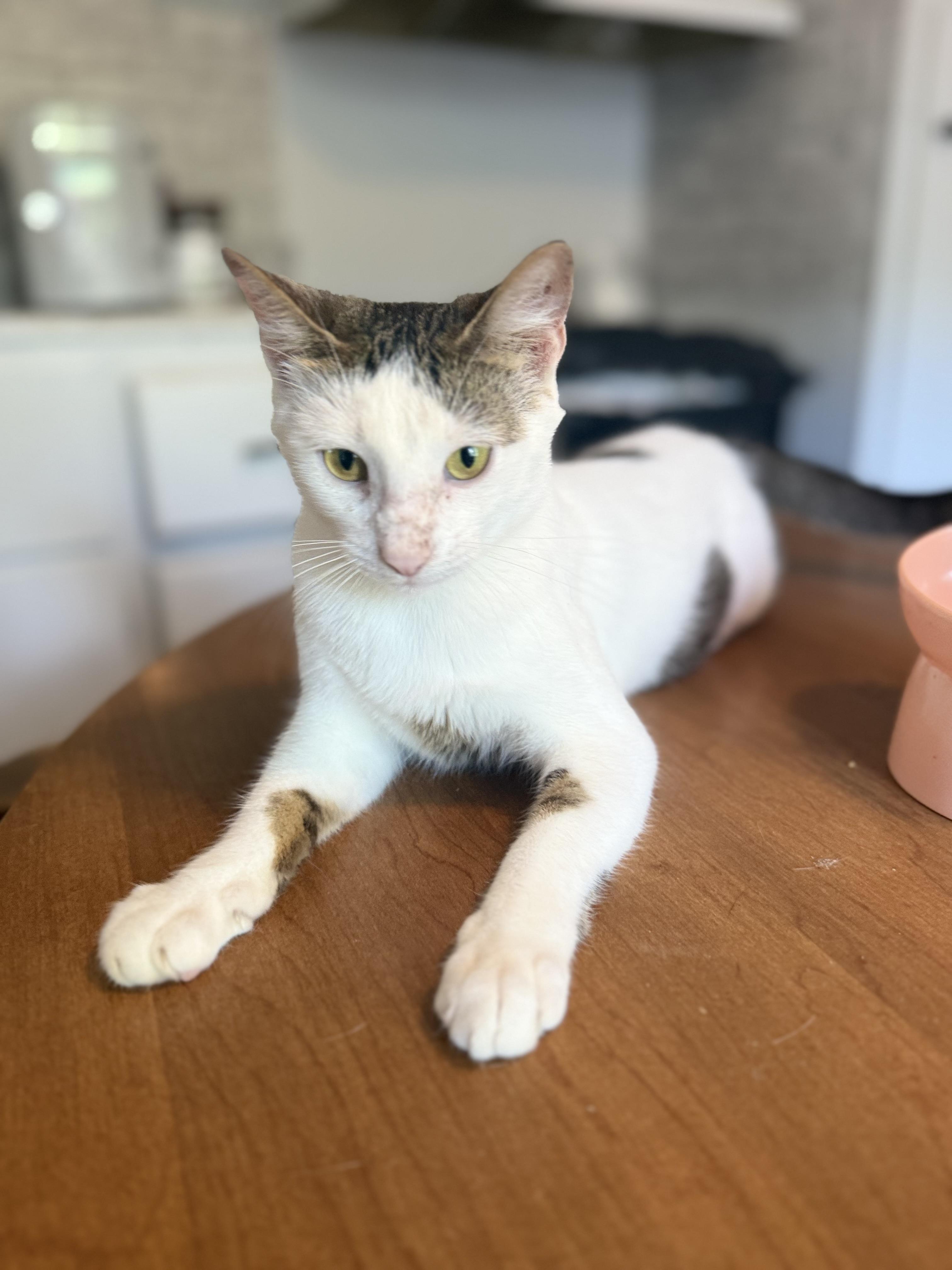 Comet, a ADOPTABLE Domestic Short Hair in Royalton, IL image 4/4