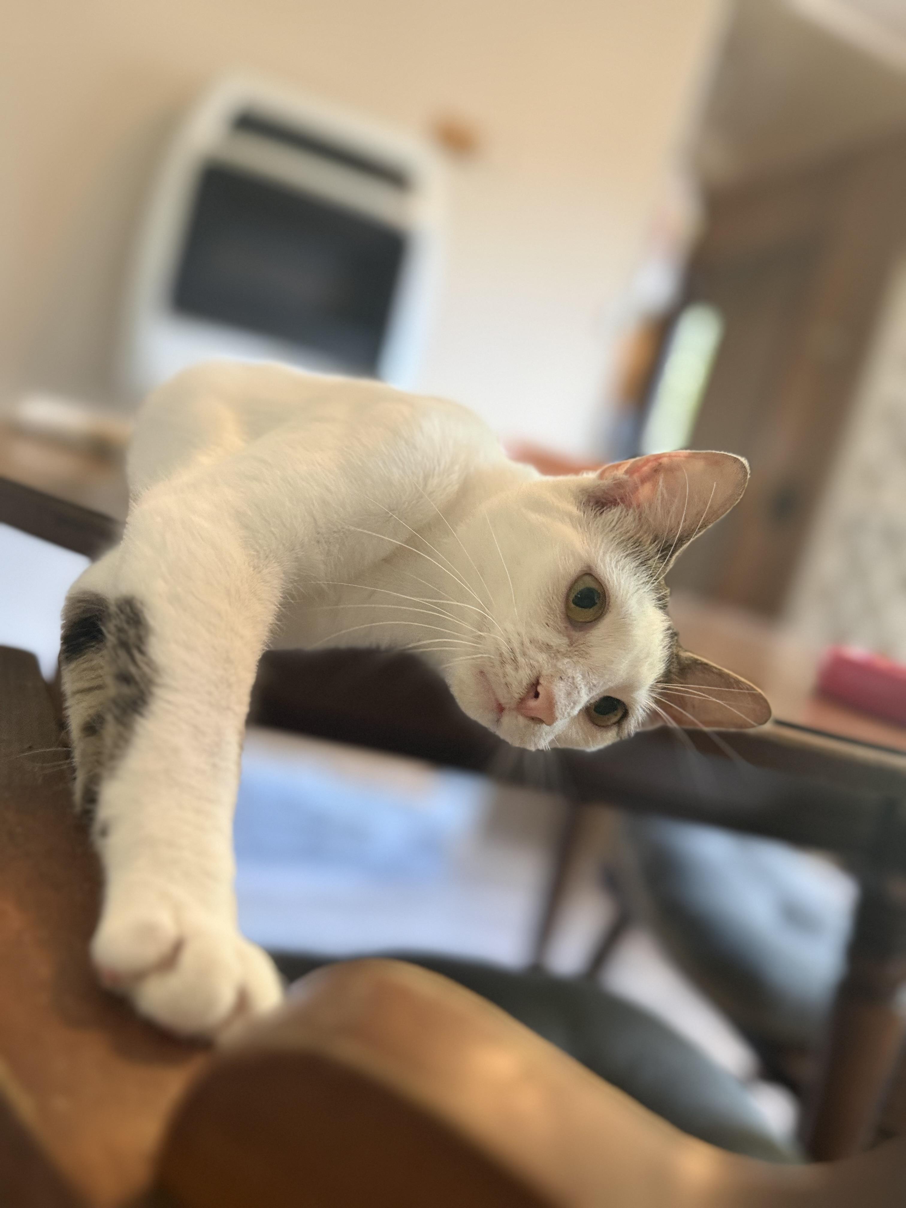 Comet, a ADOPTABLE Domestic Short Hair in Royalton, IL image 3/4