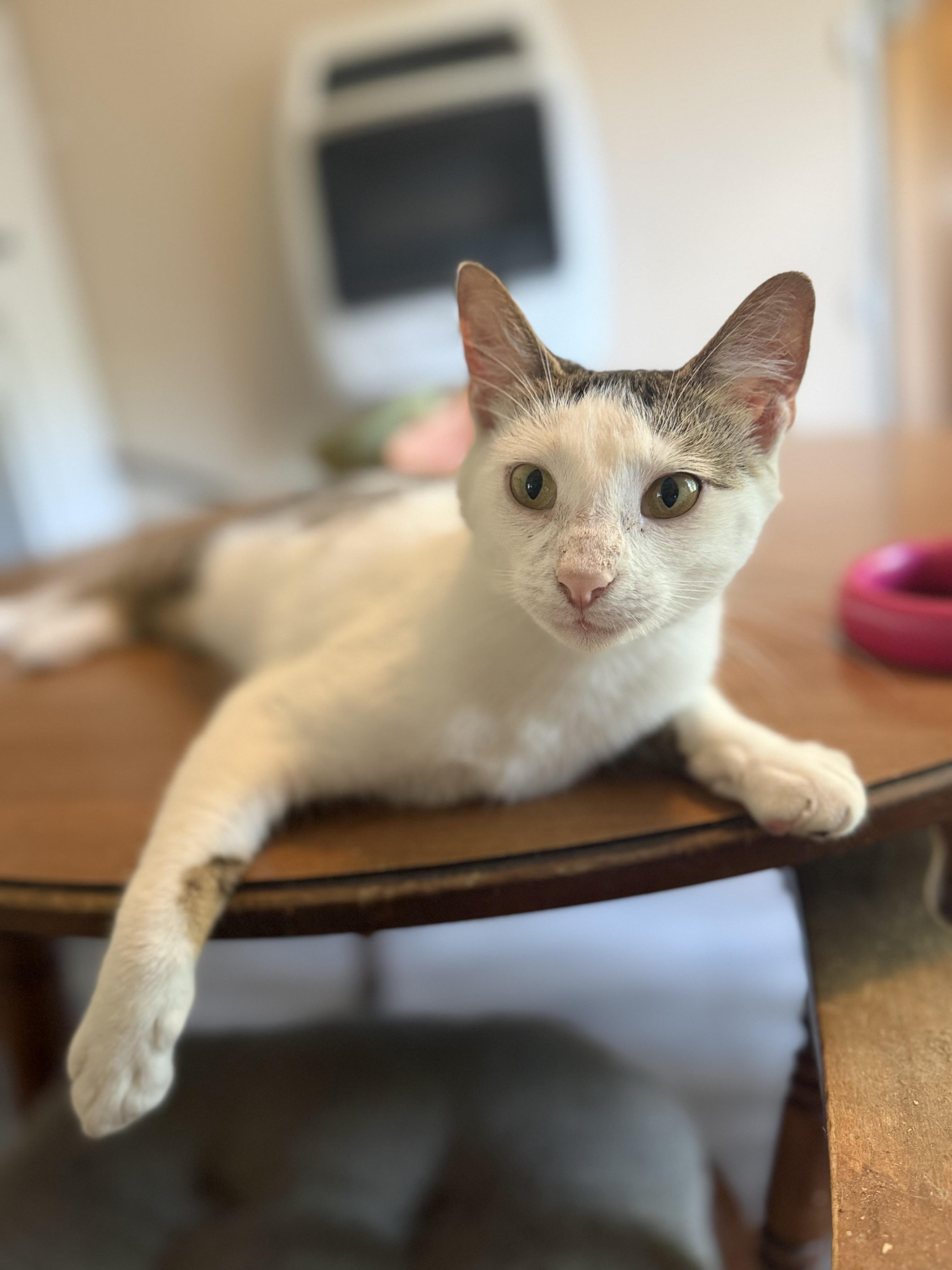 Comet, a ADOPTABLE Domestic Short Hair in Royalton, IL image 2/4