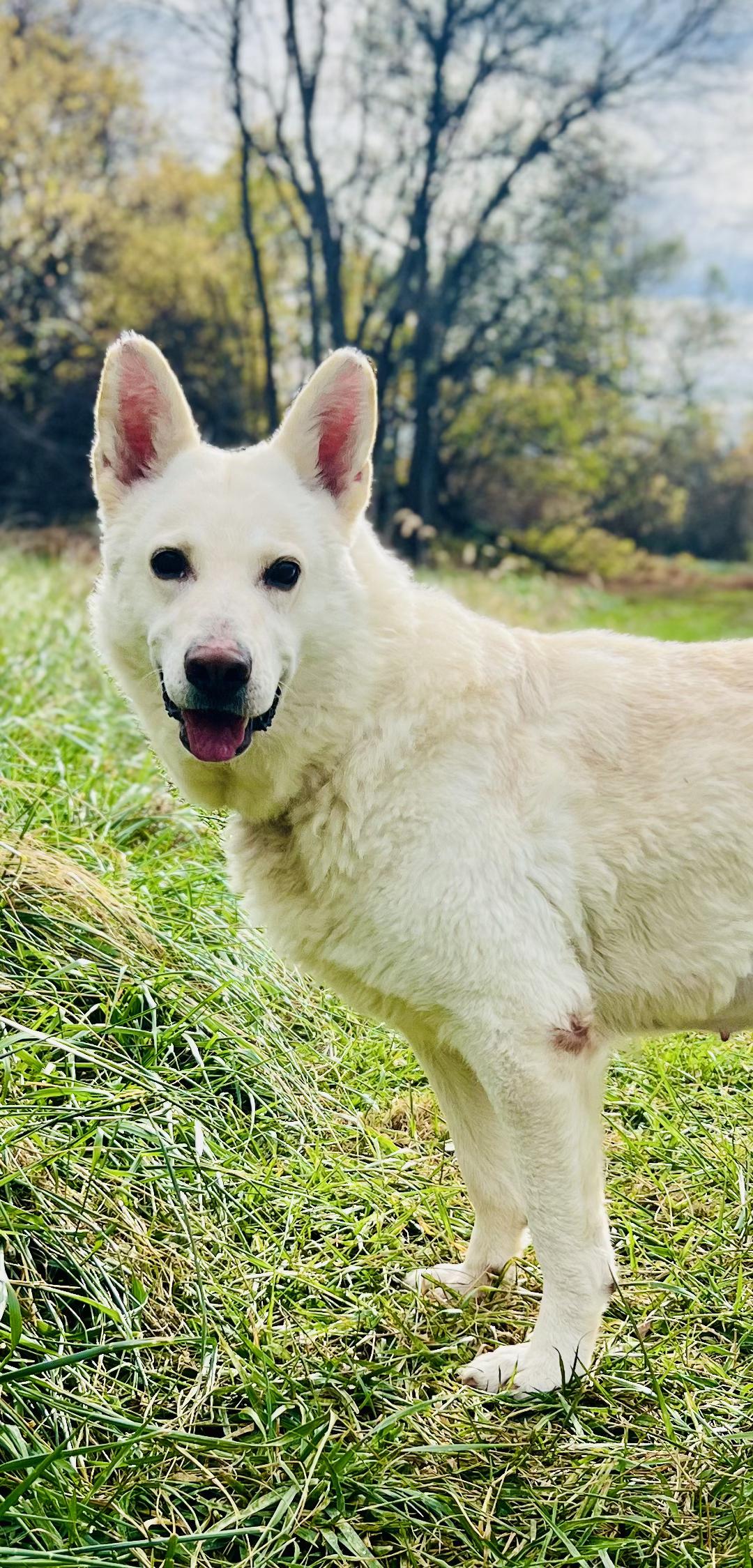 Enlarge Dove, a Adoptable mixed breed in Gaithersburg, MD image 1/1