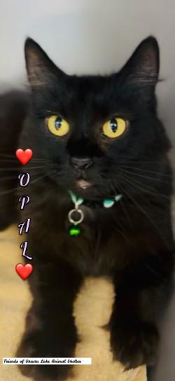 Opal, ADOPTABLE, Adult Female Domestic Medium Hair.