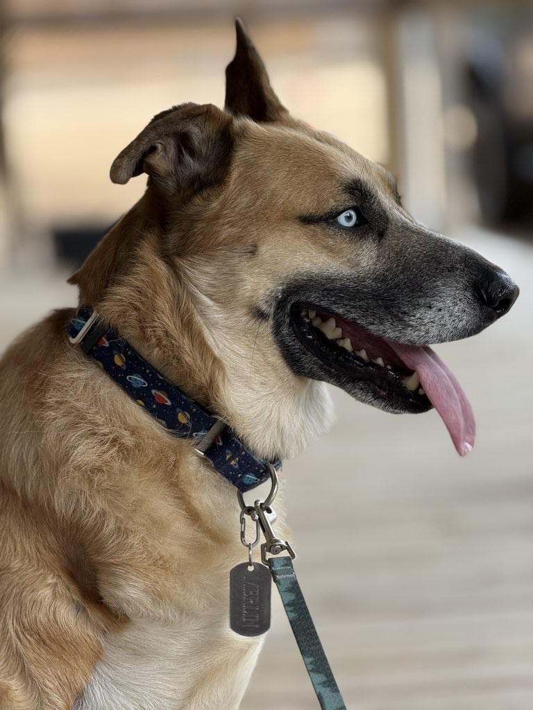 Enlarge Merlin, a Adoptable mixed breed in Denver, CO image 4/6