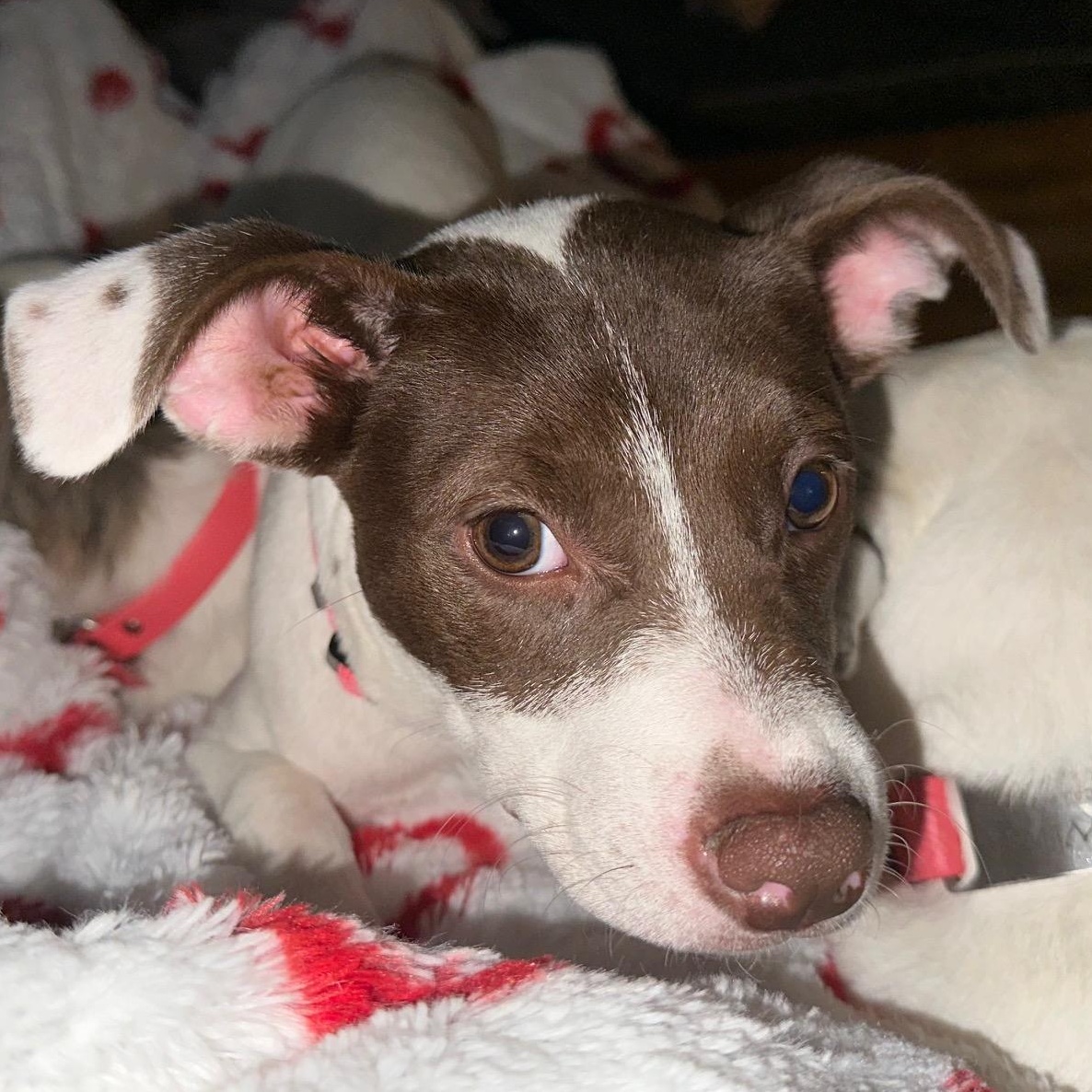 Enlarge Kit, a Adoptable mixed breed in Richmond, VA image 2/6