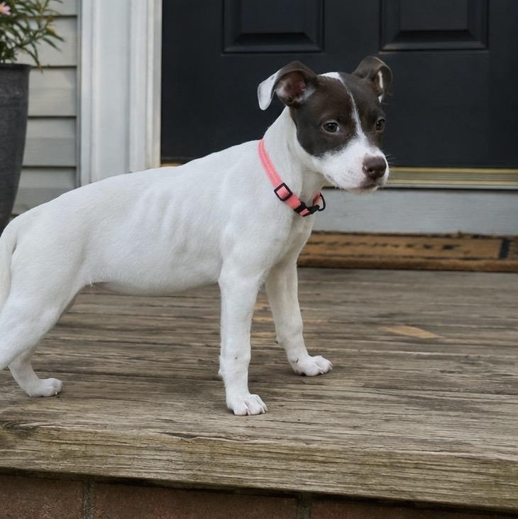 Enlarge Kit, a ADOPTABLE mixed breed in Richmond, VA image 5/6