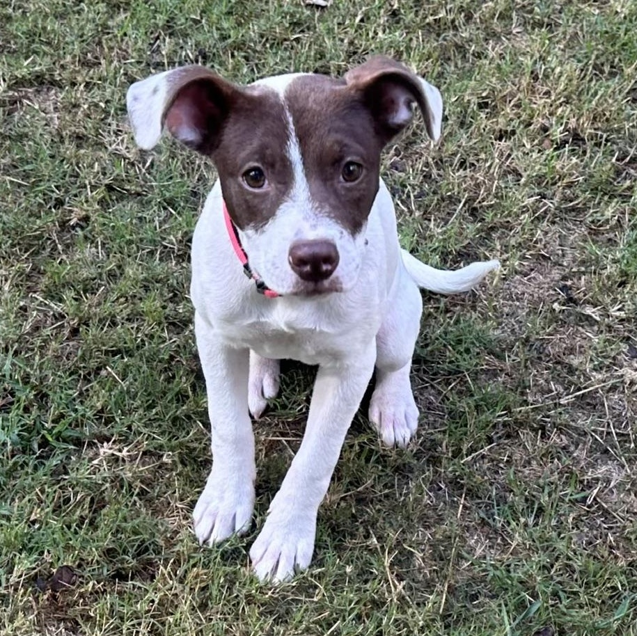Kit, Adoptable, Puppy Female Mixed Breed.