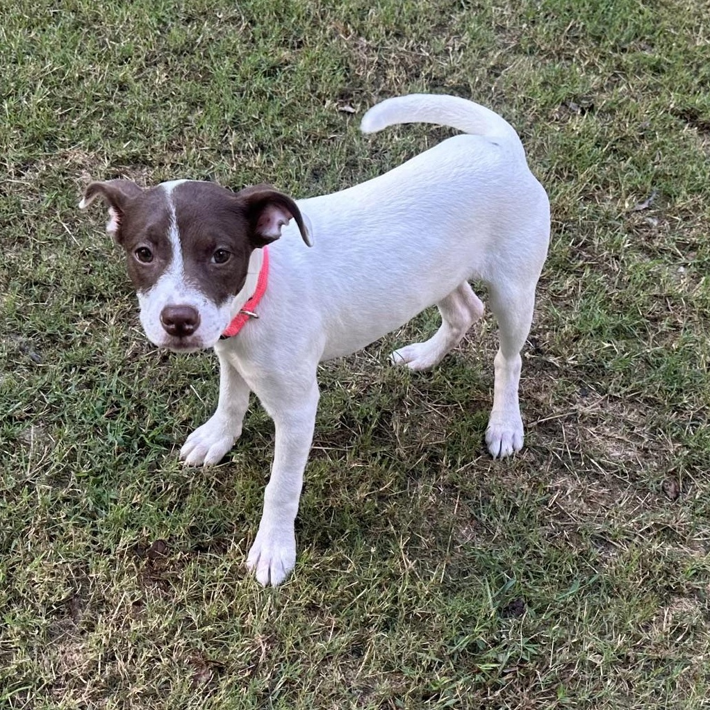 Enlarge Kit, a Adoptable mixed breed in Richmond, VA image 5/6
