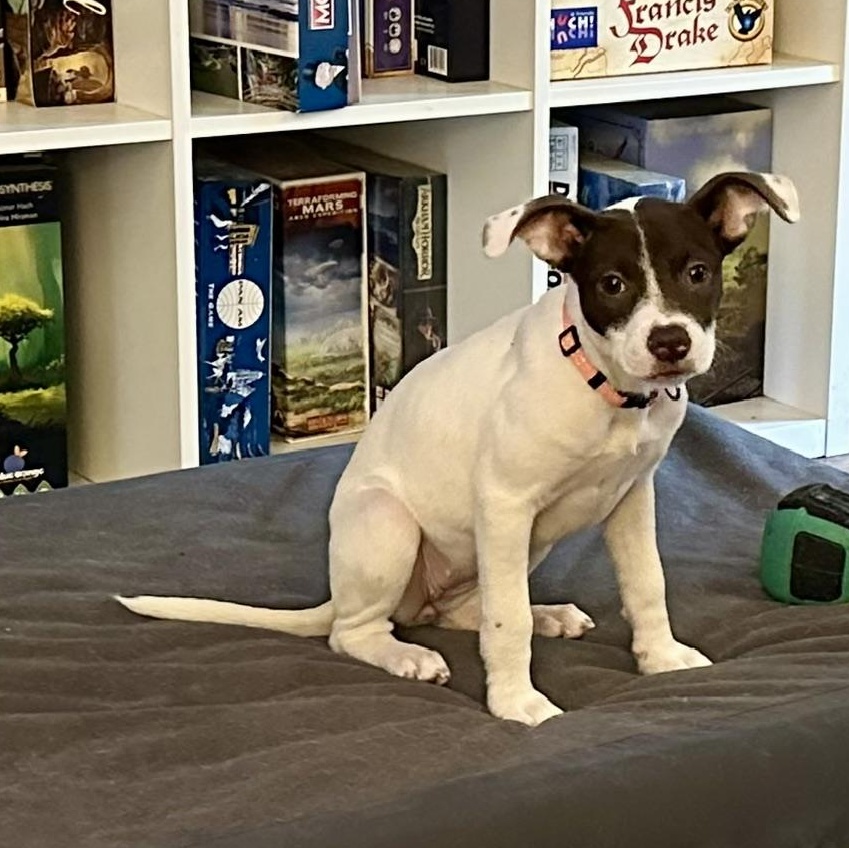 Enlarge Kit, a ADOPTABLE mixed breed in Richmond, VA image 3/6
