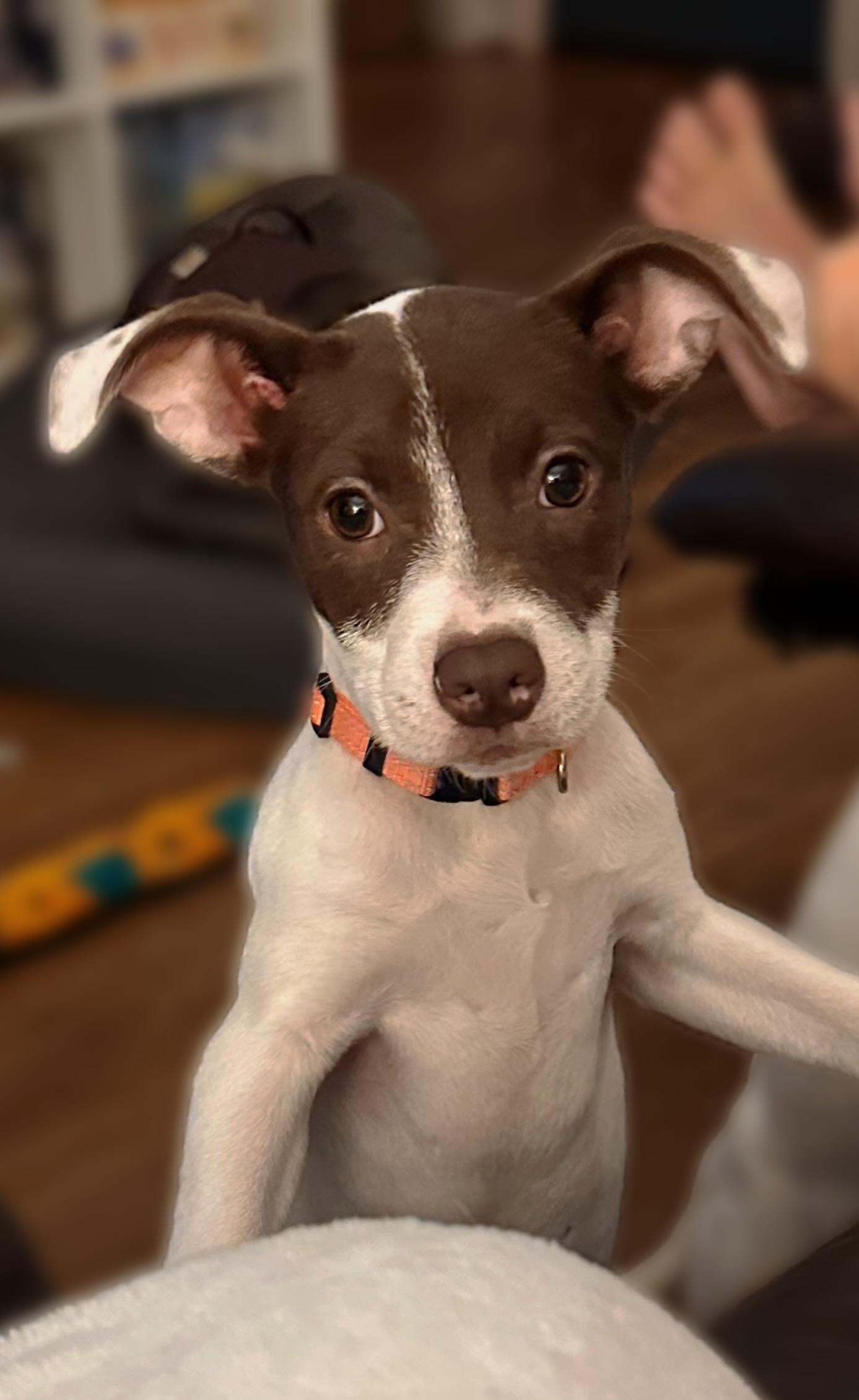 Kit, ADOPTABLE, Puppy Female Mixed Breed.