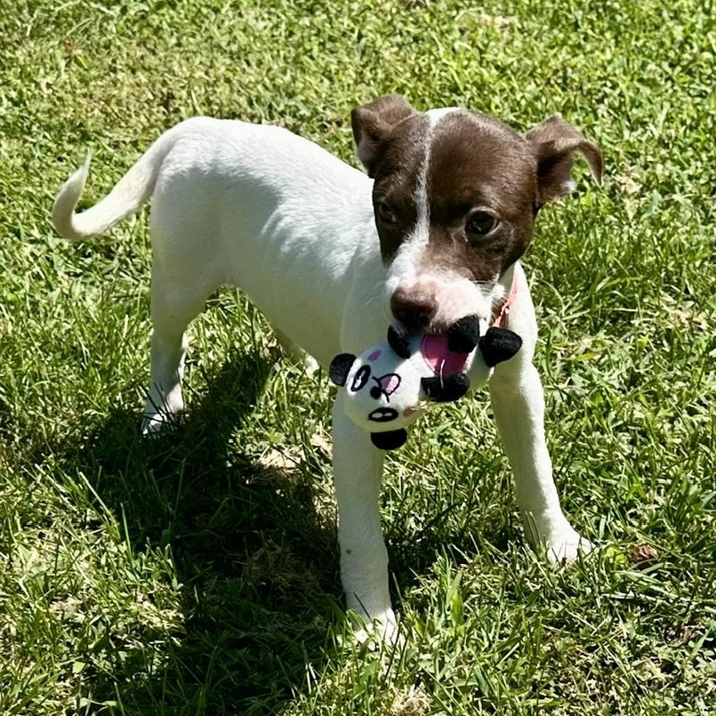 Enlarge Kit, a ADOPTABLE mixed breed in Richmond, VA image 2/6