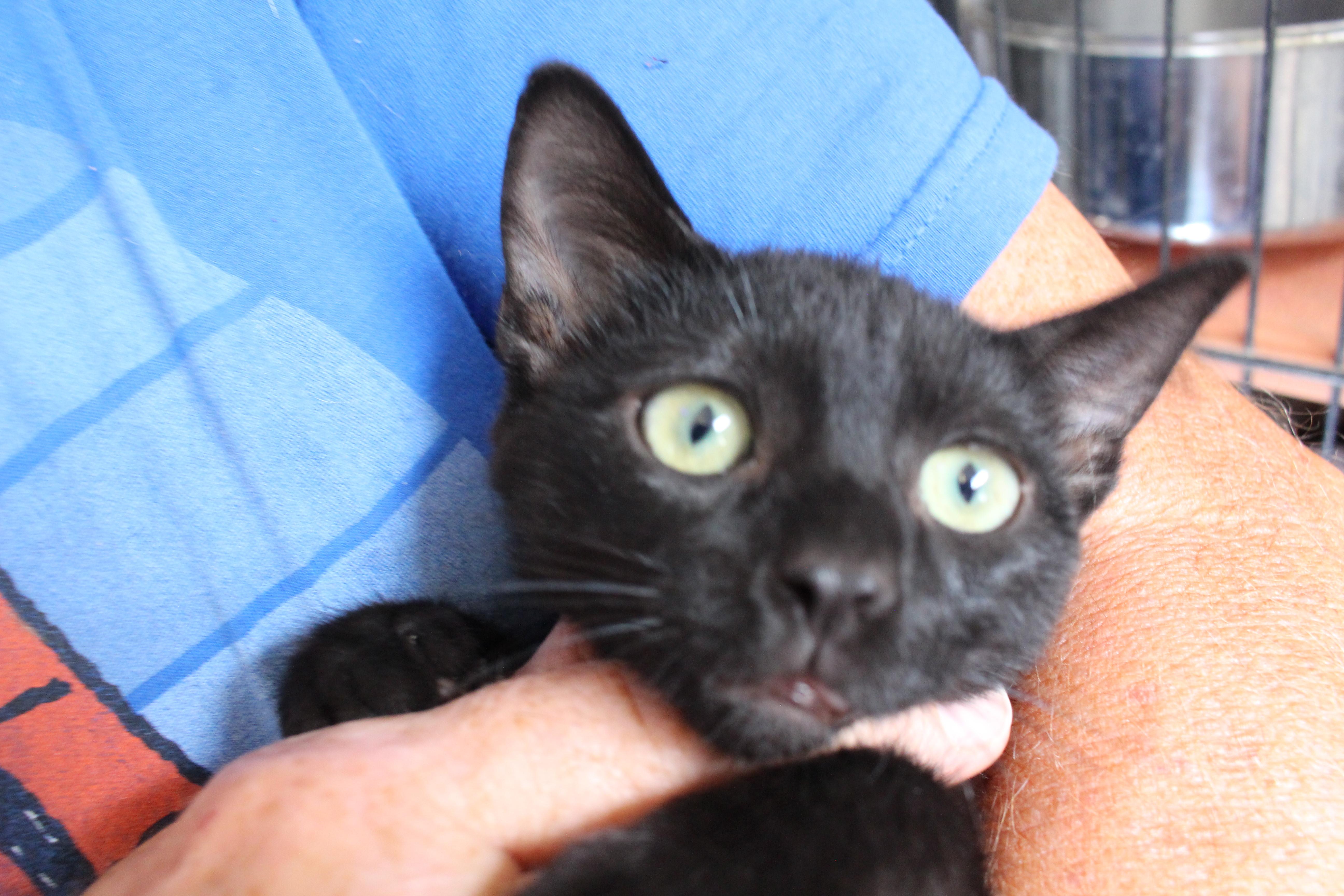 Enlarge 0627-2602, a ADOPTABLE mixed breed in turlock, CA image 1/1