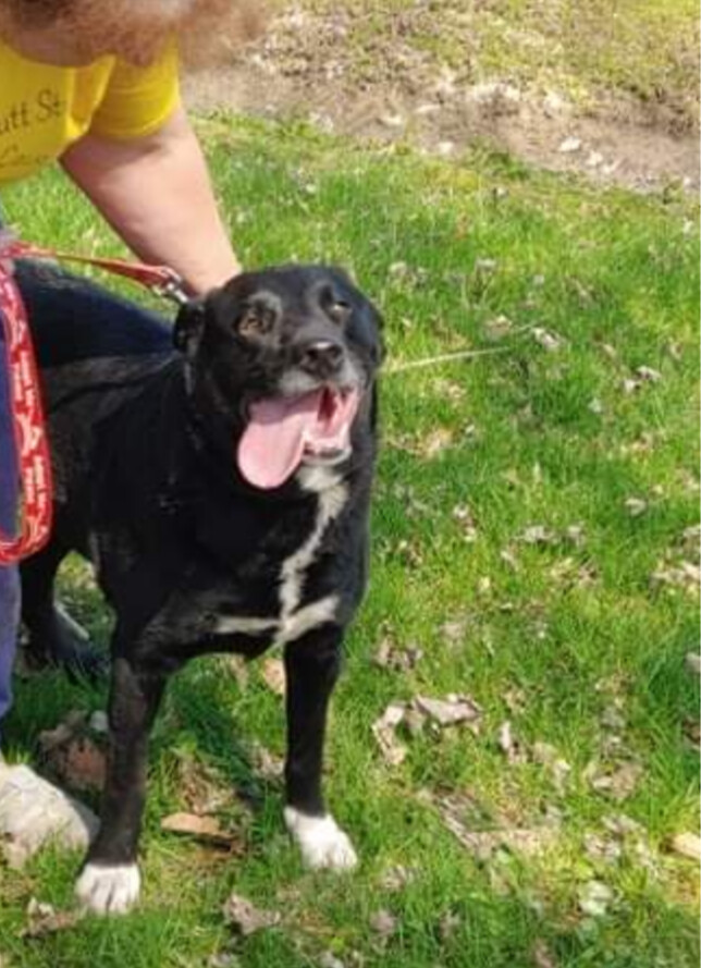Damsel, a Adoptable mixed breed in Jasonville, IN image 1/2