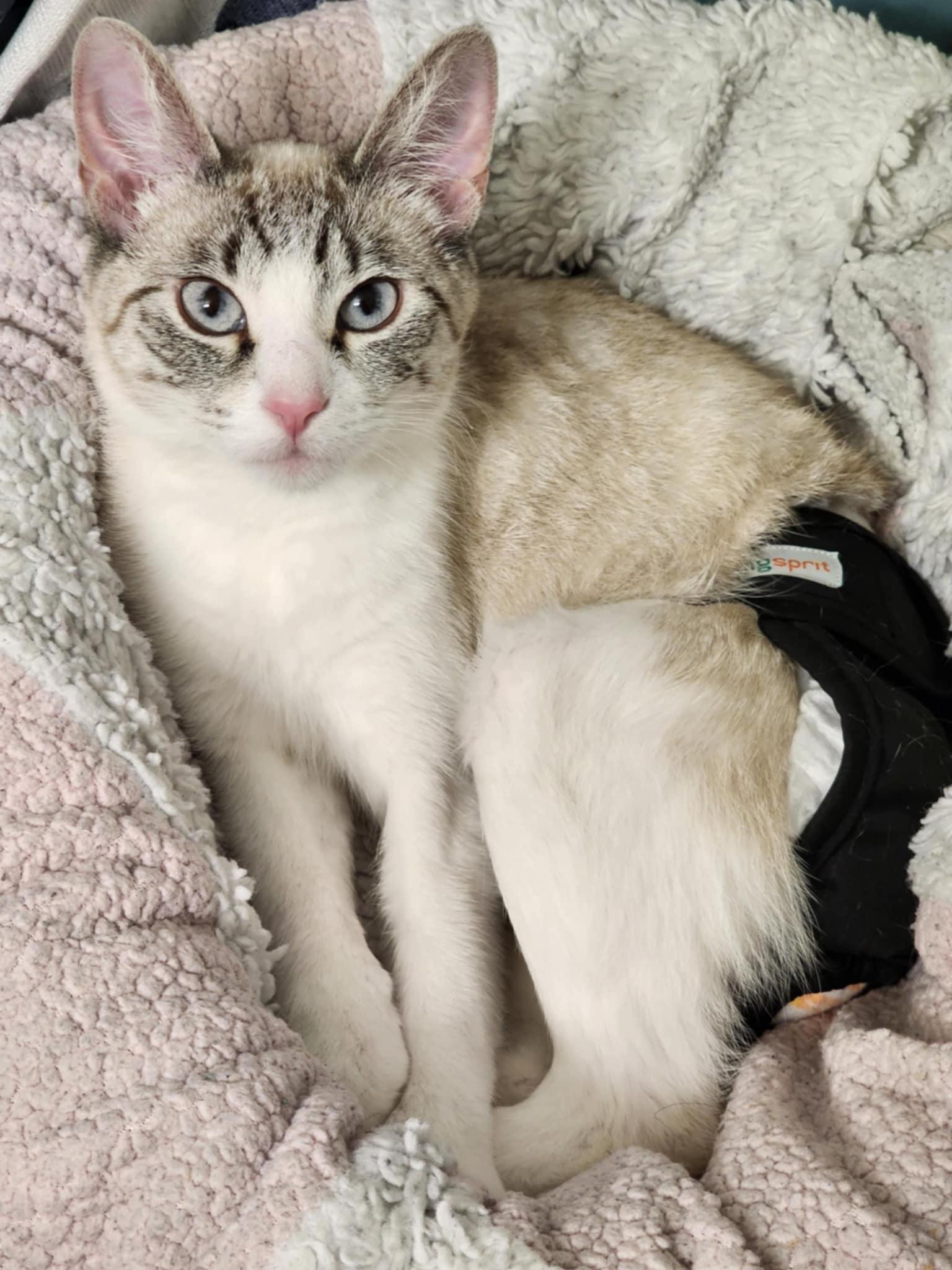 Enlarge Whiskers (incontinent), a Adoptable mixed breed in Milwaukee, WI image 6/6