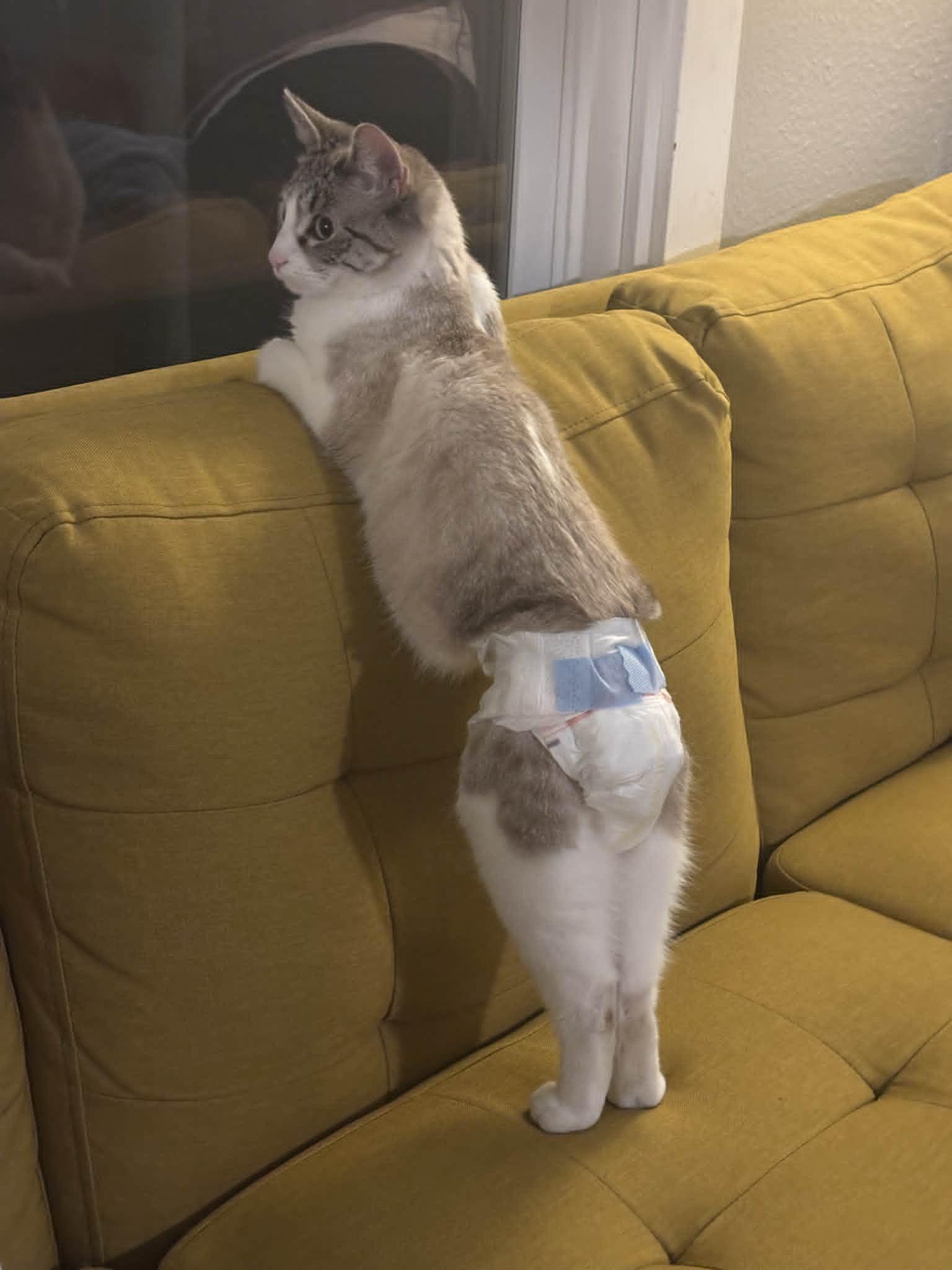 Enlarge Whiskers (incontinent), a Adoptable mixed breed in Milwaukee, WI image 3/6