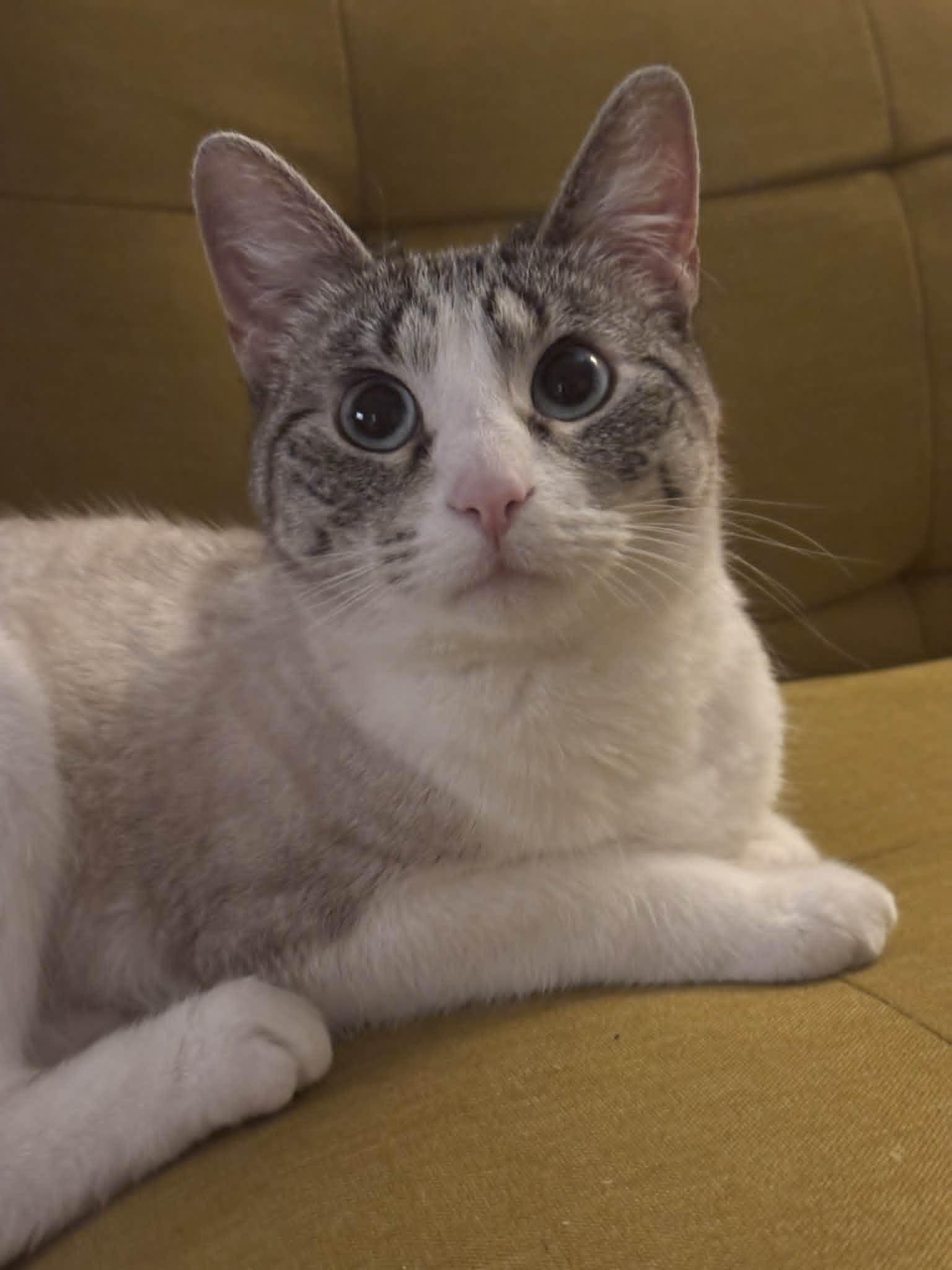 Whiskers (incontinent), Adoptable, Young Female Siamese & Domestic Short Hair.