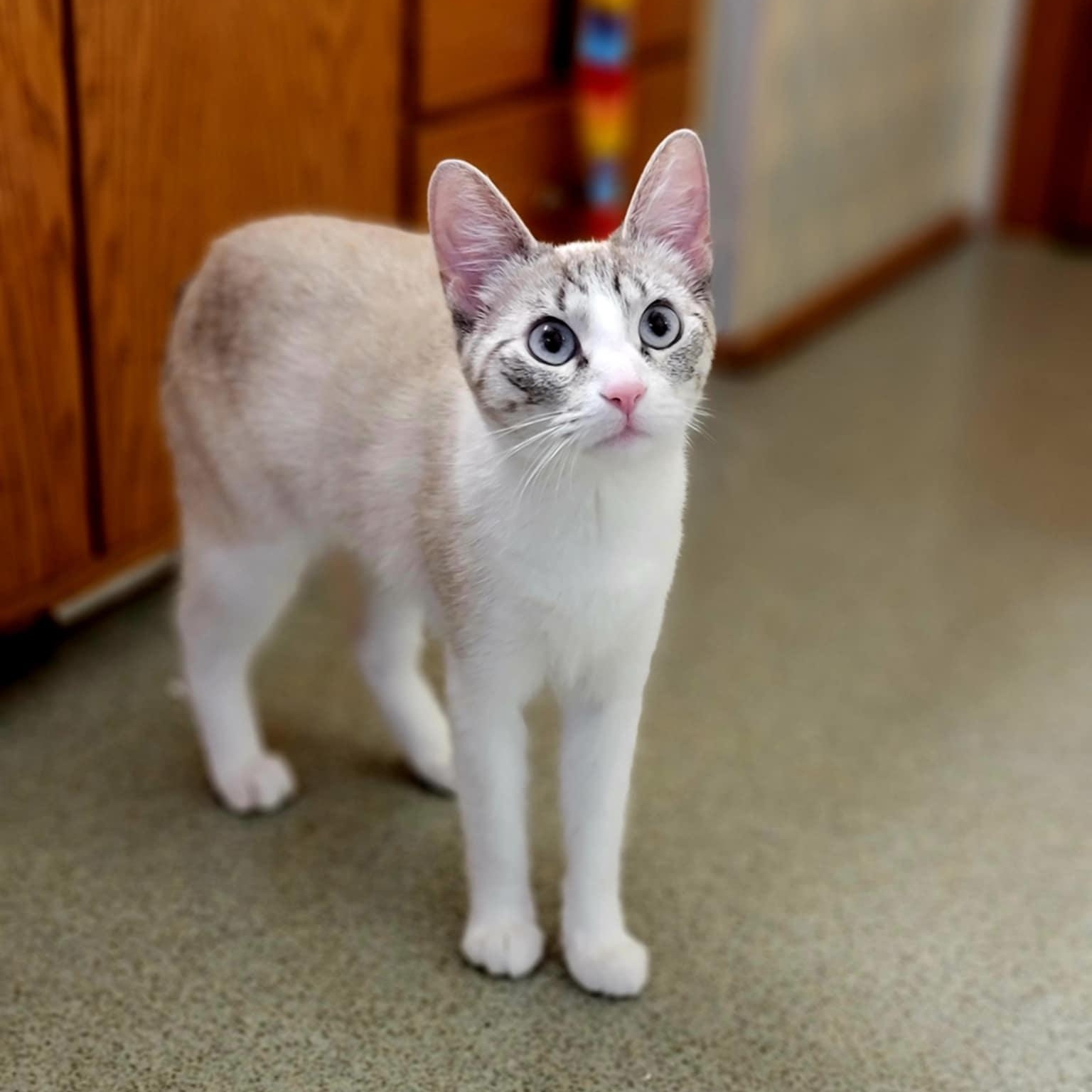 Whiskers (incontinent)