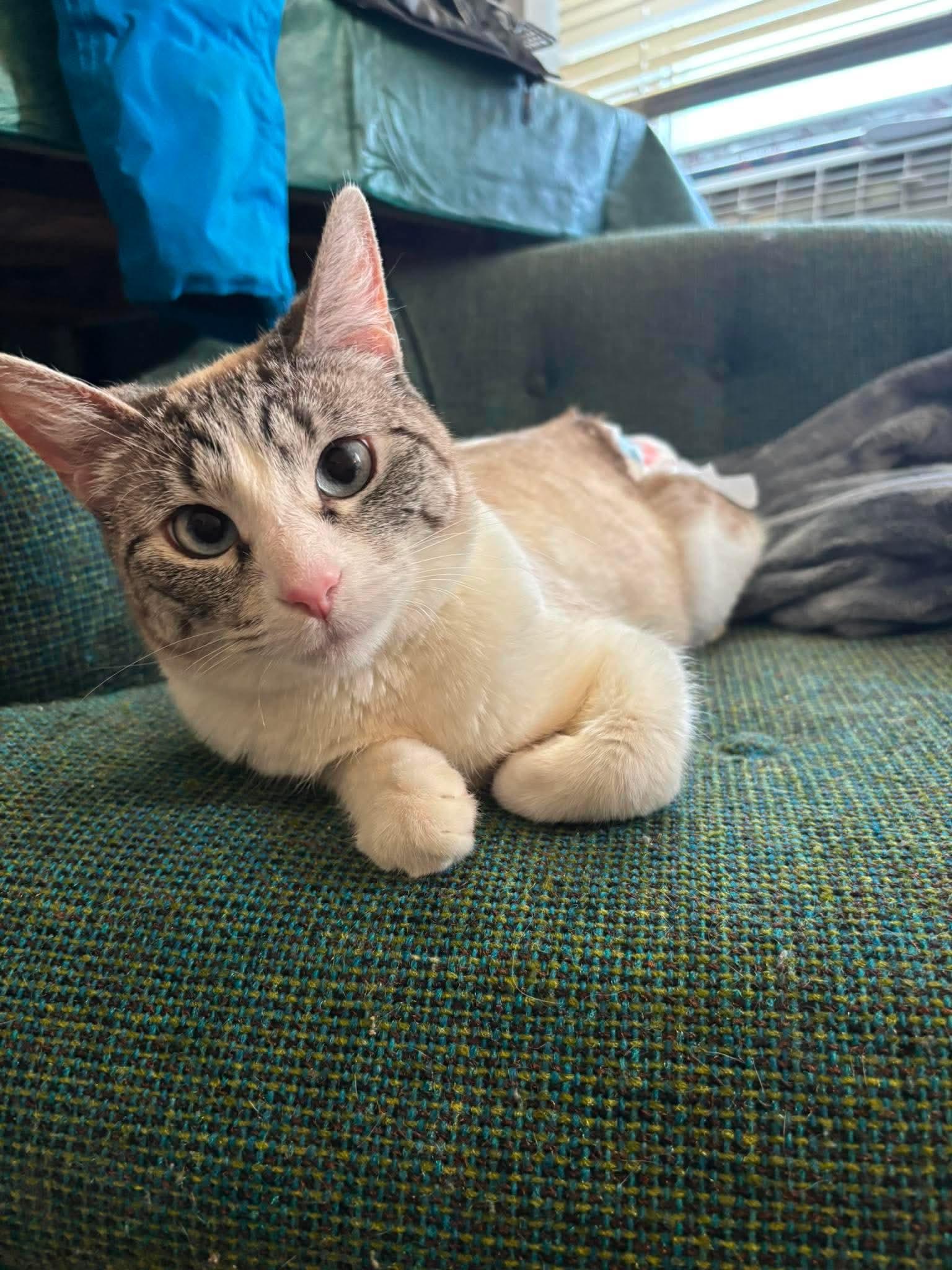 Whiskers (incontinent), Adoptable, Young Female Siamese & Domestic Short Hair.