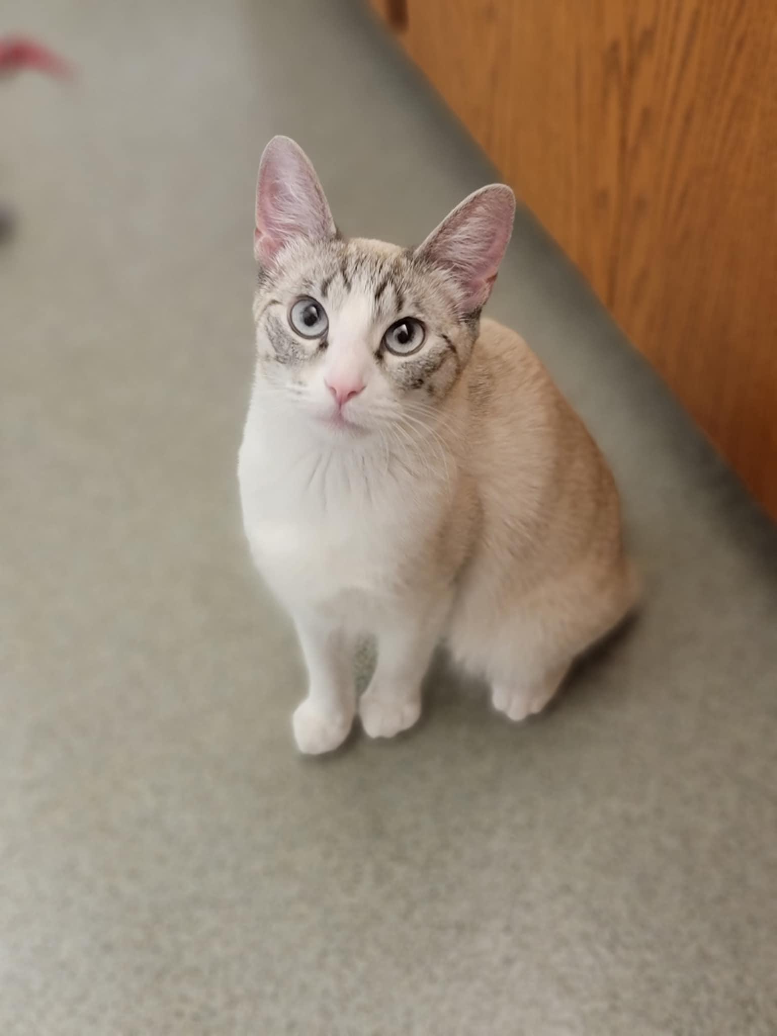 Whiskers (incontinent)