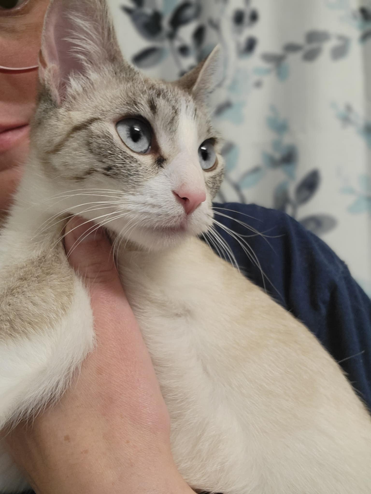 Whiskers (incontinent)