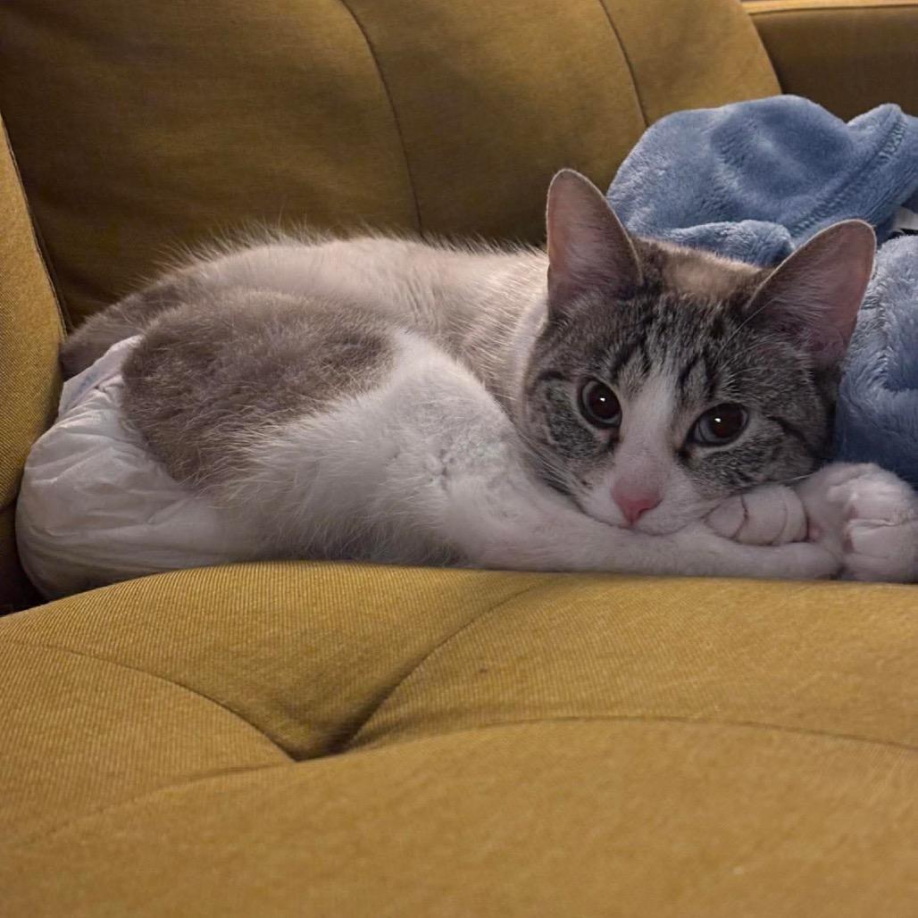 Enlarge Whiskers (incontinent), a Adoptable mixed breed in Milwaukee, WI image 5/6