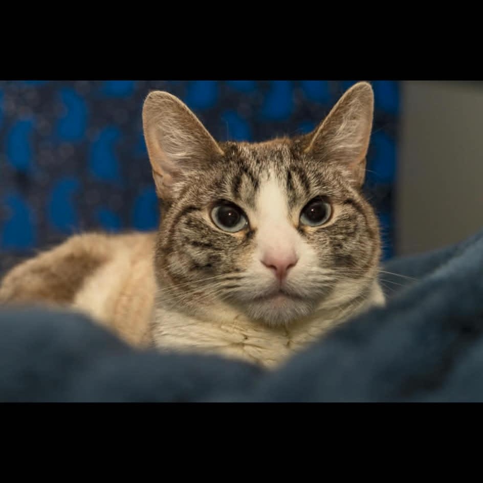 Enlarge Whiskers (incontinent), a Adoptable mixed breed in Milwaukee, WI image 2/6