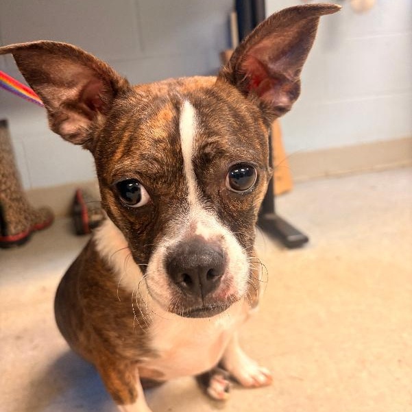 Tina, Adopted, Adult Female Boston Terrier.