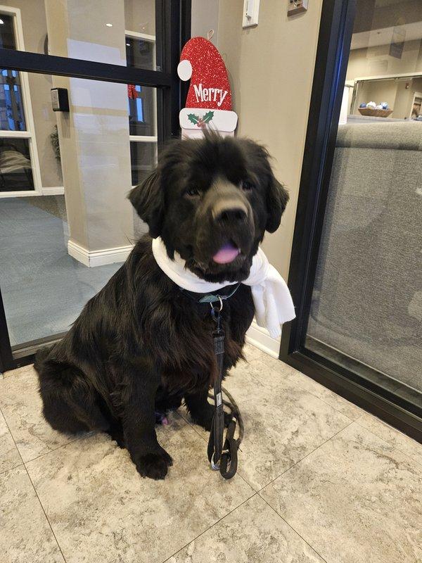 Newf#1 2025, Adopted, Adult Male Newfoundland Dog.