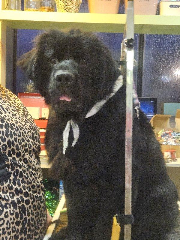Newf#1 2025, a Adopted Newfoundland Dog in Indianapolis, IN image 2/2