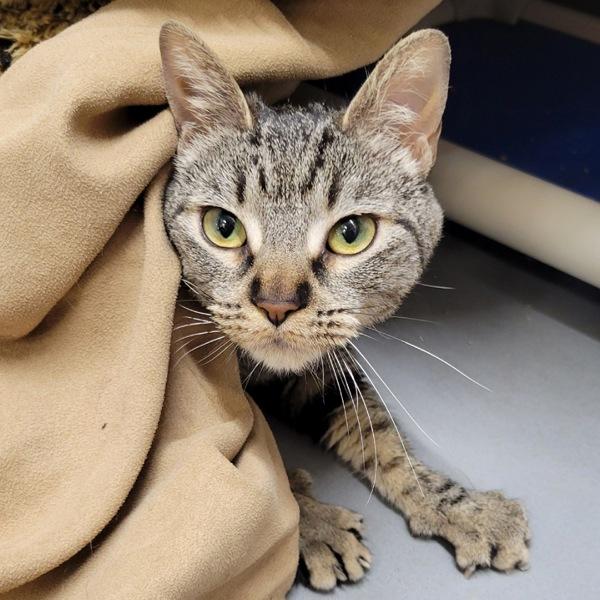 Annie, Adoptable, Adult Female Domestic Short Hair.