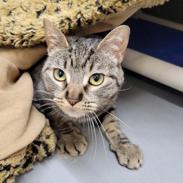 Enlarge Annie, a Adoptable mixed breed in Des Moines, IA image 2/2