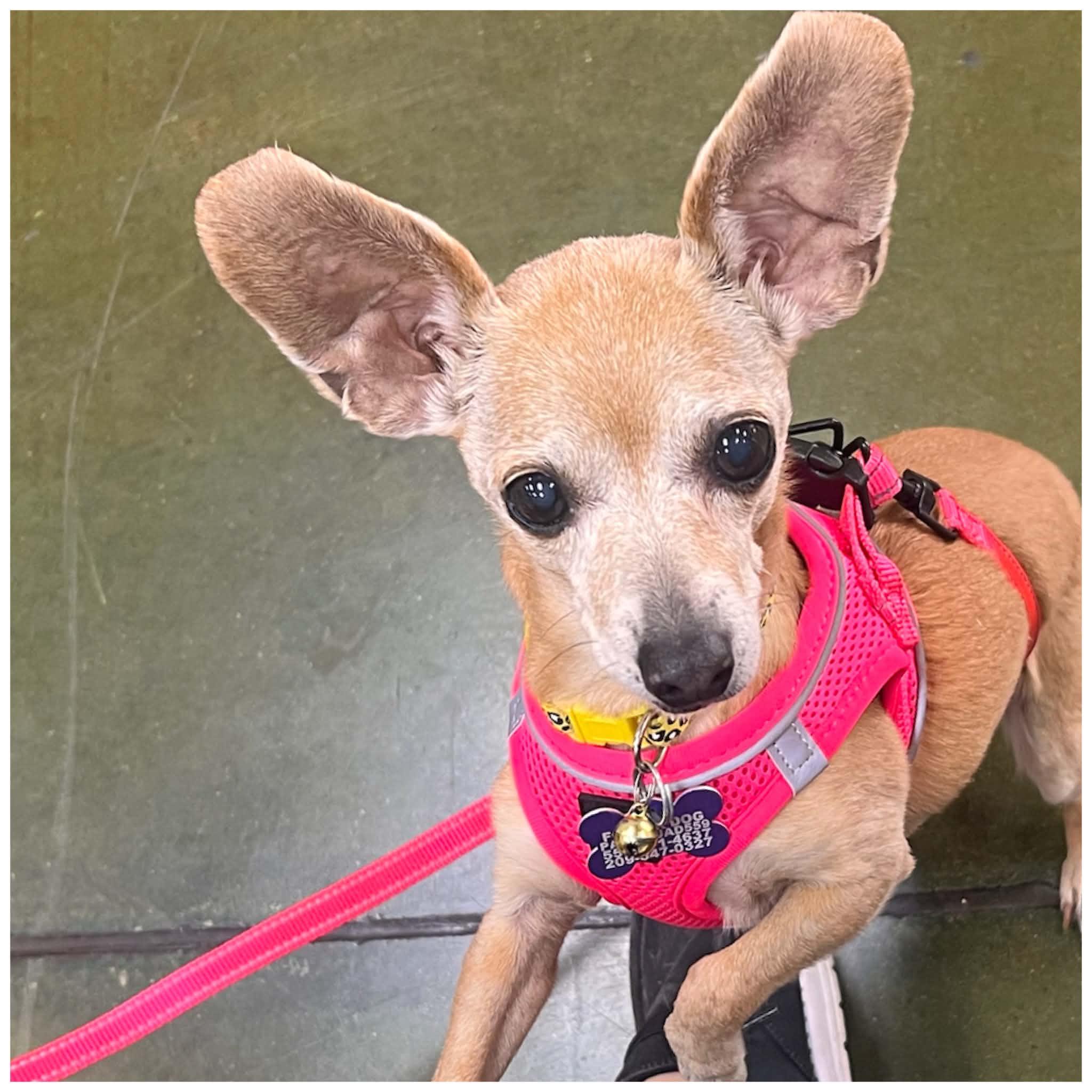 Enlarge Olive, a Adoptable mixed breed in Clovis, CA image 4/4