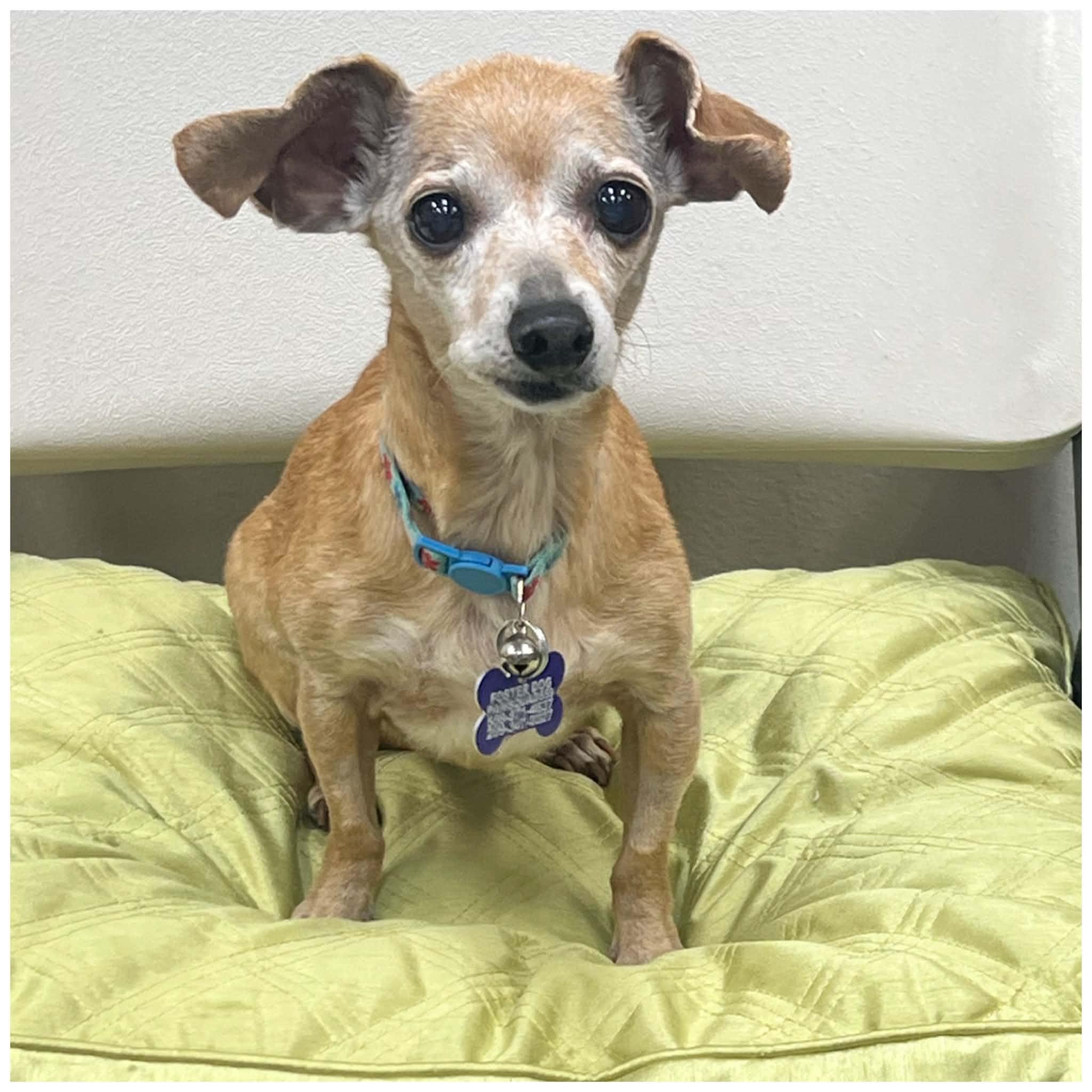 Enlarge Olive, a Adoptable mixed breed in Clovis, CA image 2/4