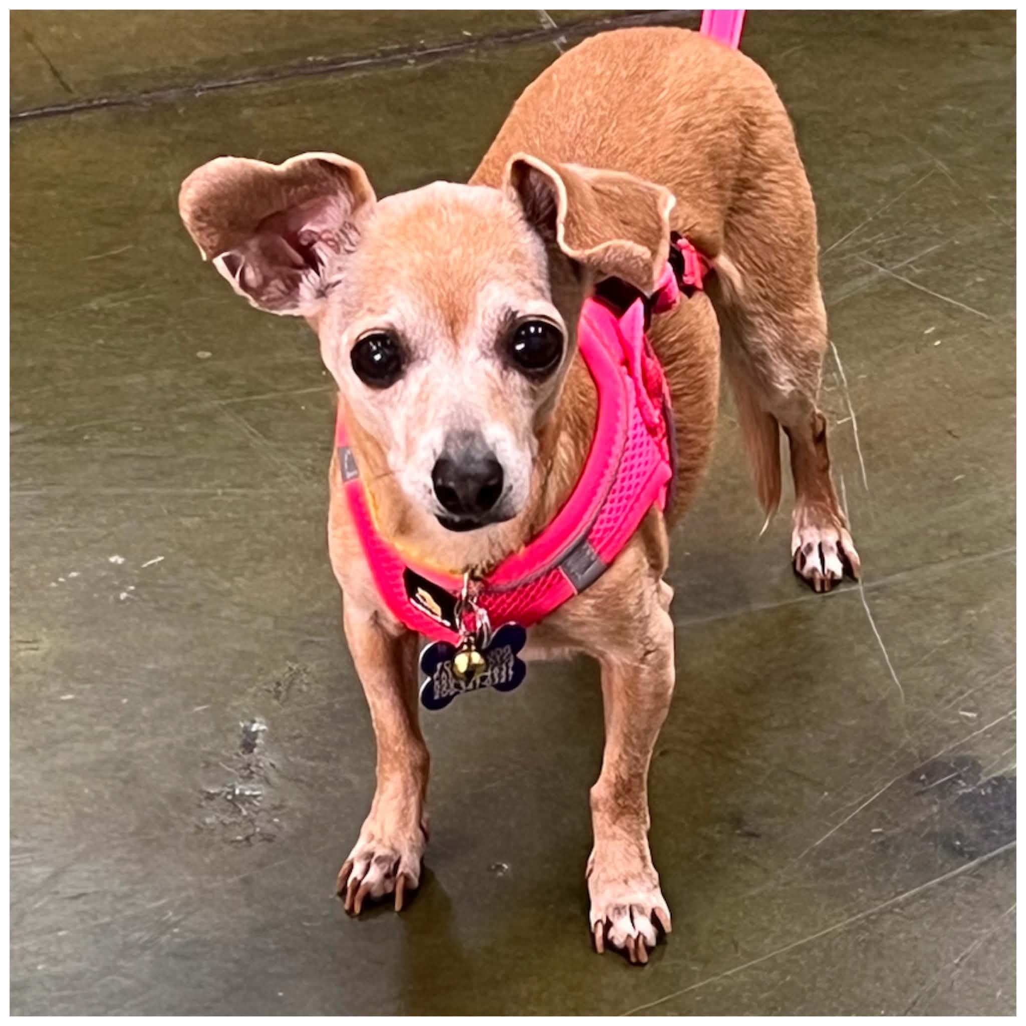 Enlarge Olive, a Adoptable mixed breed in Clovis, CA image 3/4