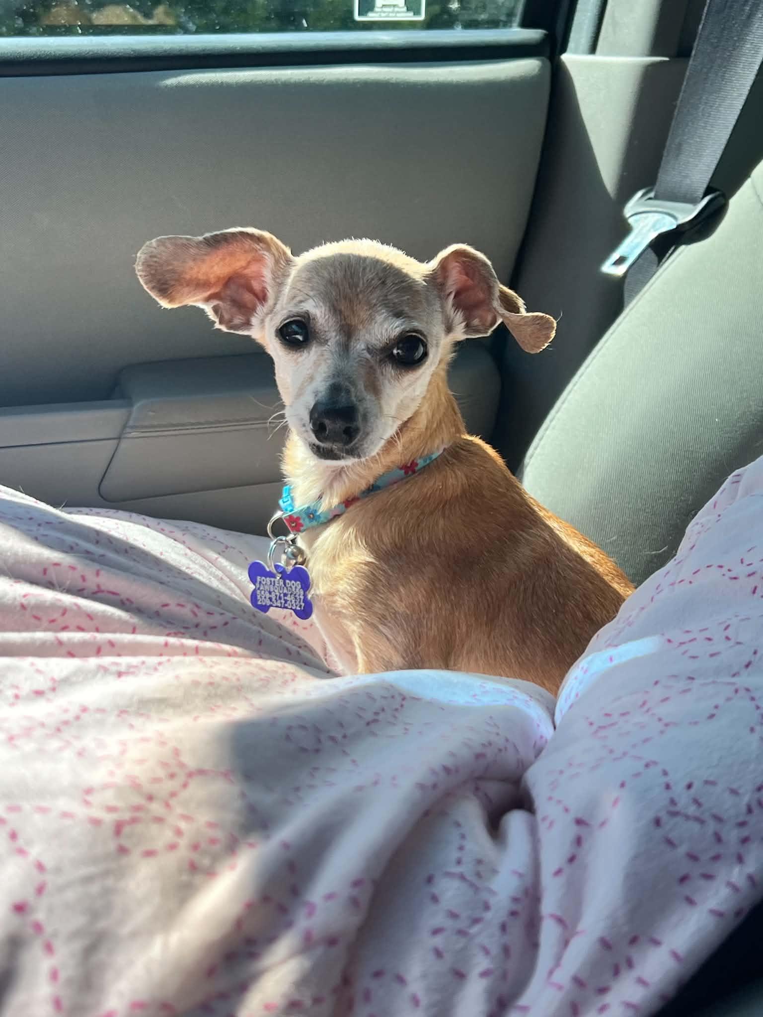 Enlarge Olive, a Adoptable mixed breed in Clovis, CA image 1/4
