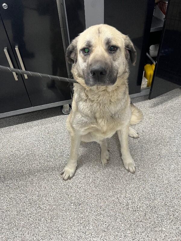 Enlarge Blanche, a Adoptable Anatolian Shepherd in Georgetown, OH image 1/1