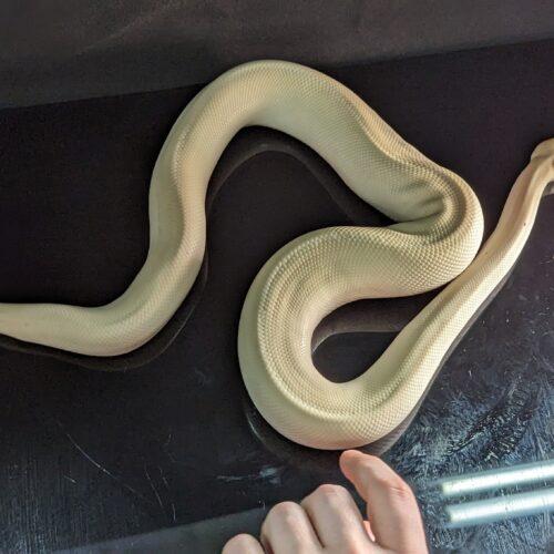 Burton, Adopted, Adult Male Ball Python.