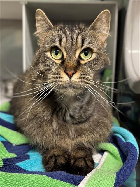 Enlarge RISSA, a Adoptable Domestic Long Hair in York, SC image 1/1