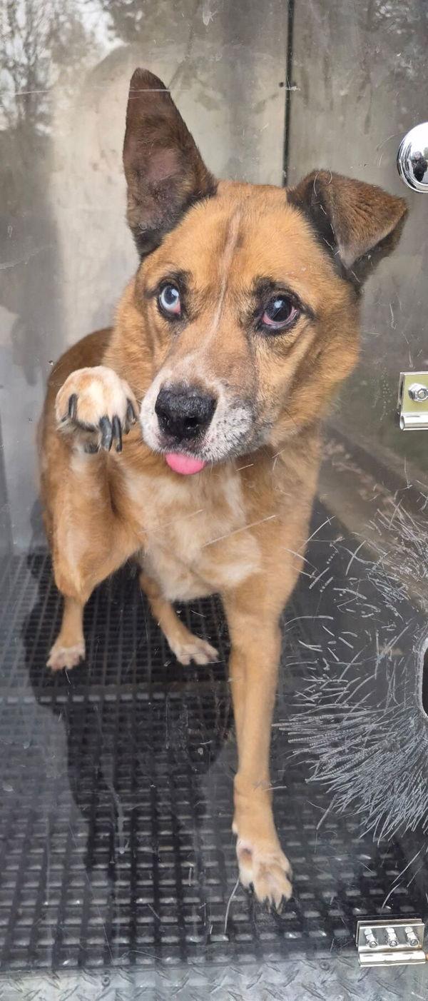 Pen 107 Vance, Adoptable, Adult Male Australian Cattle Dog / Blue Heeler & Siberian Husky.