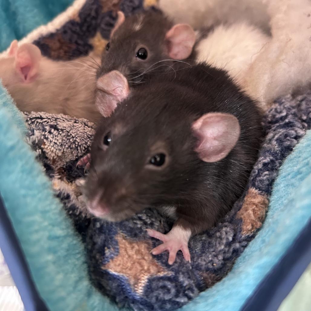 Marcia, Adoptable, Young Female Rat.
