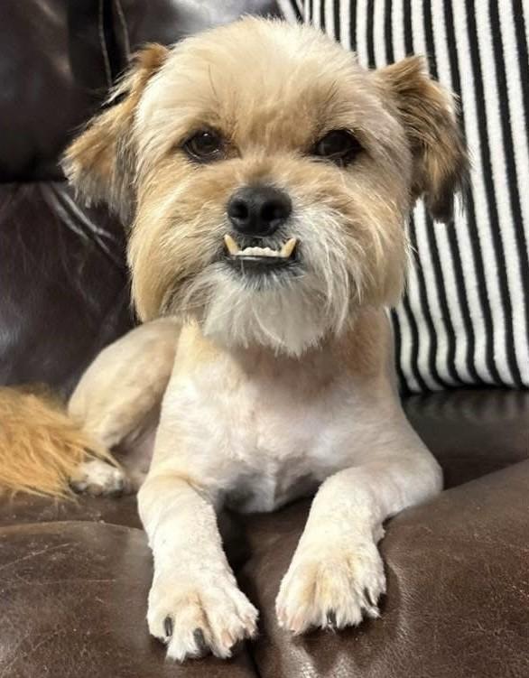 Enlarge Lennon , a ADOPTABLE mixed breed in fort worth, TX image 2/6