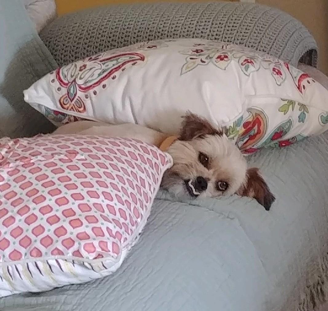 Enlarge Lennon , a ADOPTABLE mixed breed in fort worth, TX image 4/6