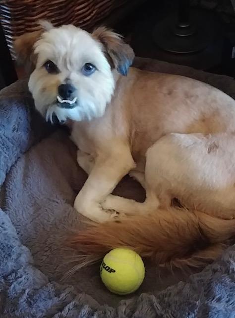 Enlarge Lennon , a ADOPTABLE mixed breed in fort worth, TX image 6/6