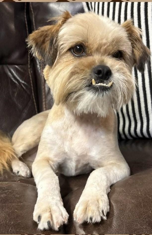 Enlarge Lennon , a ADOPTABLE mixed breed in fort worth, TX image 5/6