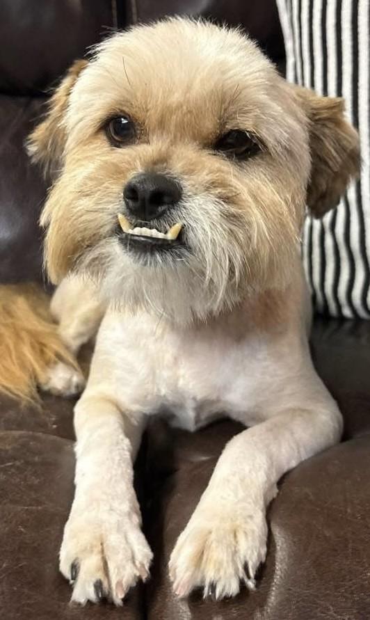 Enlarge Lennon , a ADOPTABLE mixed breed in fort worth, TX image 3/6