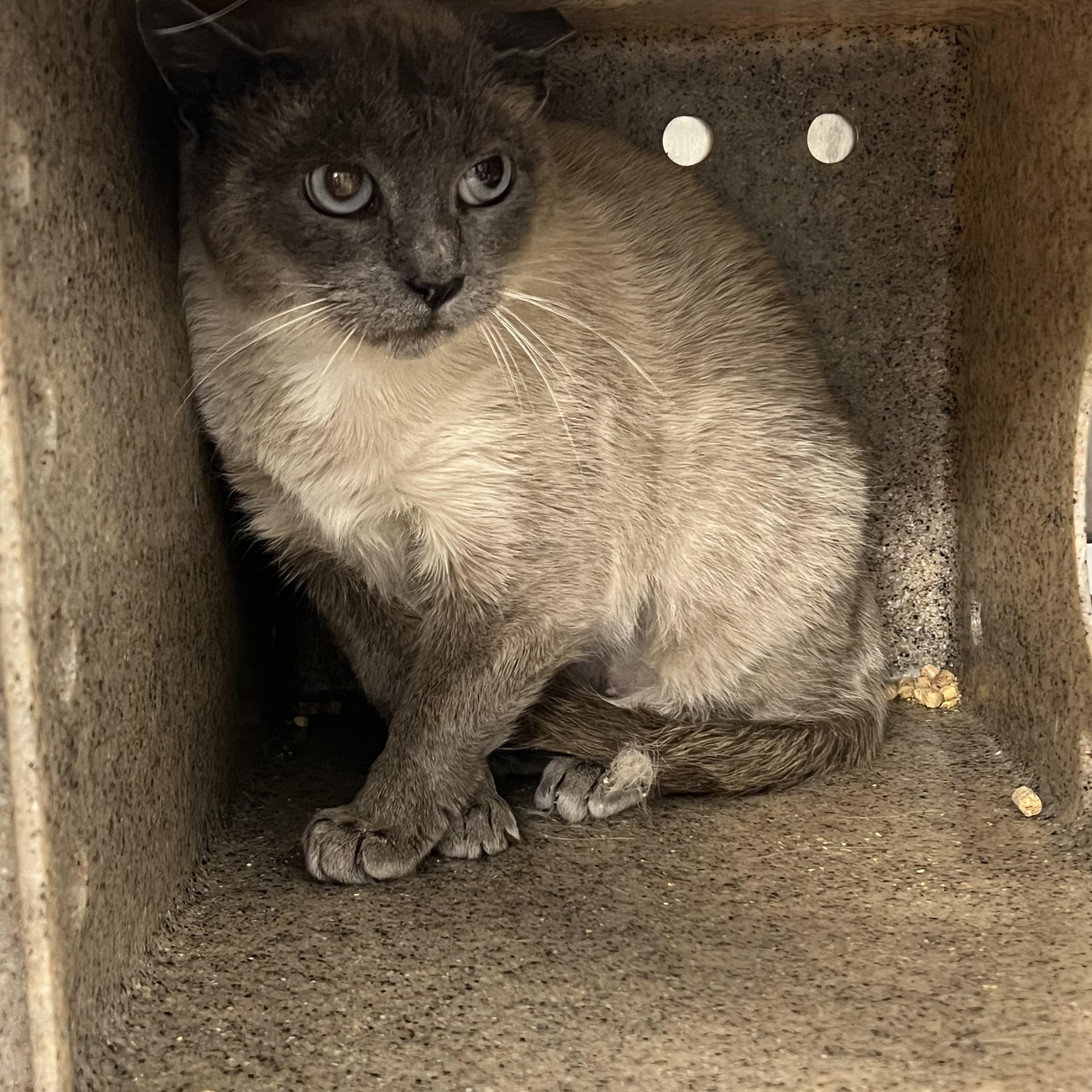 Enlarge Spyder (working cat) *Adoption fee sponosored*, an adopted Domestic Short Hair in Berryville, VA image 1/1