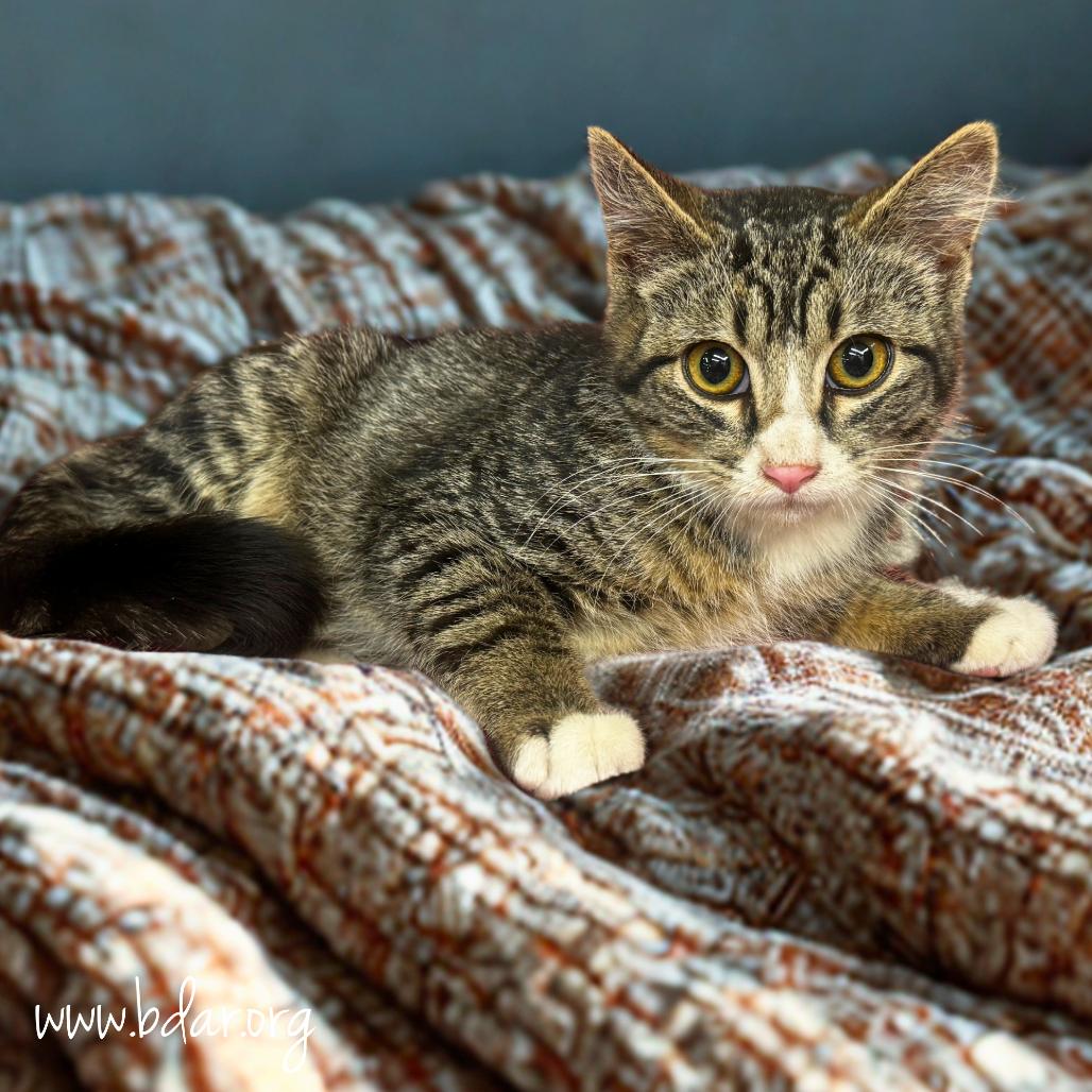 Bangers, Adoptable, Kitten Female Domestic Short Hair.