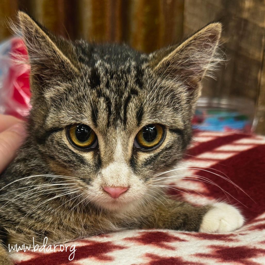 Bangers, a Adoptable Domestic Short Hair in Cheyenne, WY image 2/2