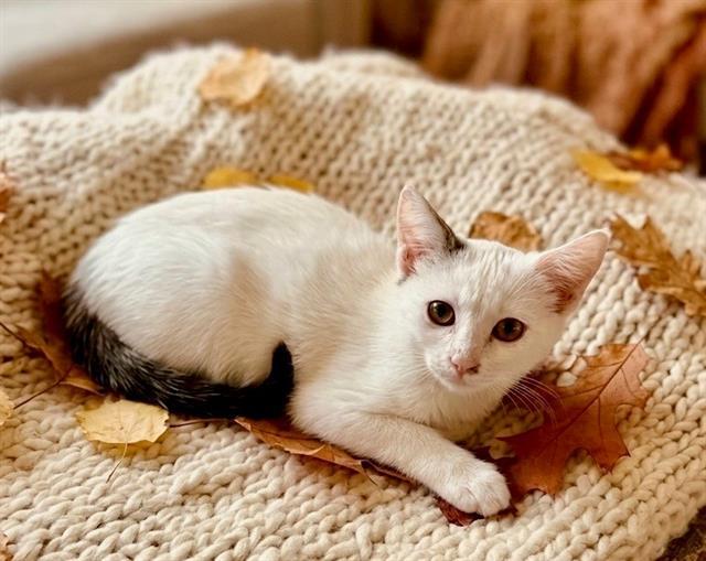 Enlarge ANNIE, a Adoptable mixed breed in Fairfield, CA image 1/1
