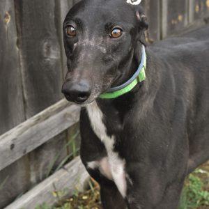 Enlarge TC HOODWINKED, a Adopted Greyhound in grandville, MI image 1/1